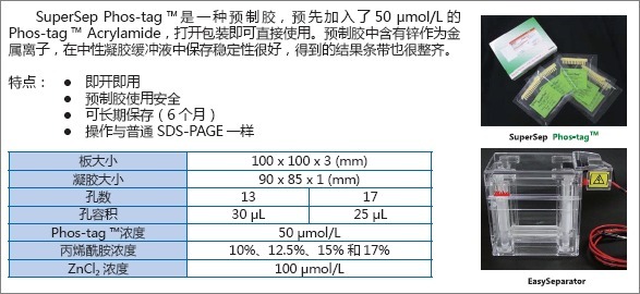 预制胶SuperSepTM Phos-tagTM (50μmol/l), 15%, 13well