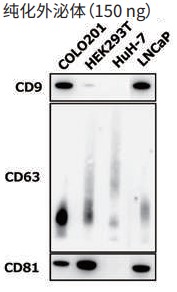 PS Capture™ 外泌体ELISA试剂盒（抗小鼠IgG POD）                              PS Capture™ Exosome ELISA Kit (Anti Mouse IgG POD)