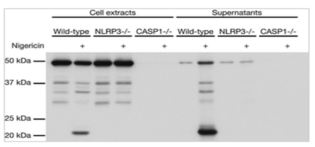 anti-Caspase-1 (p10) (mouse), mAb (Casper-2)   抗小鼠Caspase-1 (p10) 单抗(Casper-2)