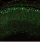 抗小鼠Trβ2，兔                              Anti Mouse Trβ2, Rabbit