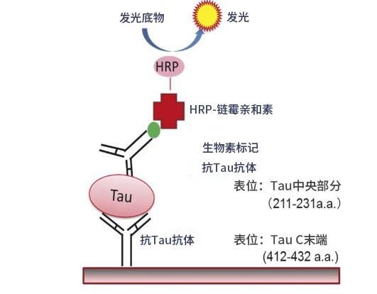 Tau ELISA试剂盒Wako                              阿尔茨海默病研究用