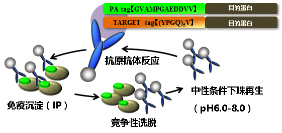 TARGET标签系统                              重组蛋白纯化检测用