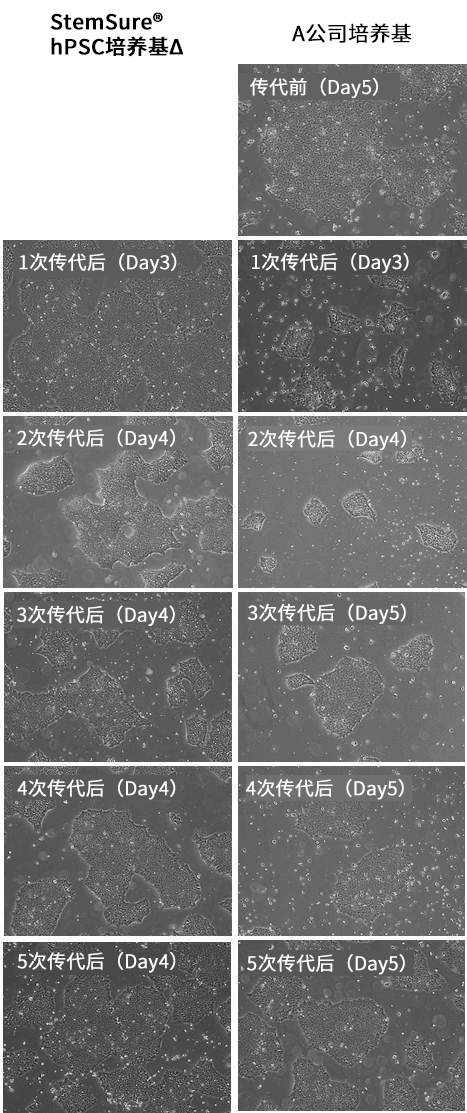 StemSure® hPSC培养基△                              人ES/iPS细胞 无饲养层无血清培养基