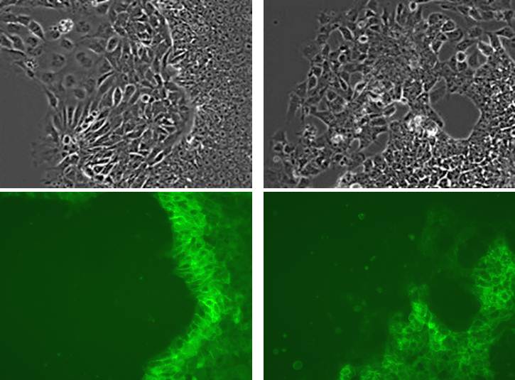 荧光标记 rBC2LCN（AiLecS1）