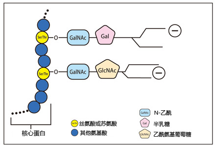 泪液粘蛋白检测试剂盒                              Tear Mucin Assay kit