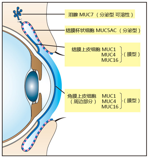 泪液粘蛋白检测试剂盒                              Tear Mucin Assay kit